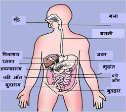 digestive-system-position